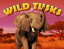 Wild Tusks Wild Tusks