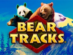 Bear Tracks Bear Tracks