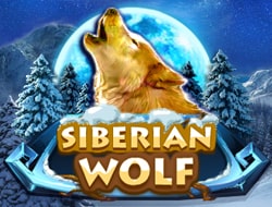 SIBERIAN WOLF SIBERIAN WOLF